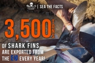 THE SHARKS NEED YOUR SIGNATURE!!!